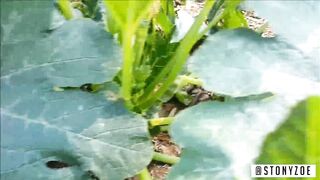 Risky Outside Orgasm With Vegetable