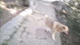 Public Sex During Walking The Dog