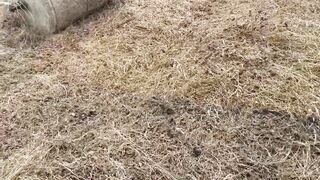 Sucking Cock In Public Walking Traill