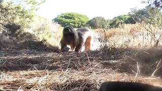 Doggy Style For Voyeurs