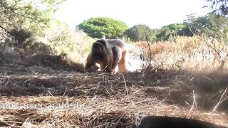 Doggy Style For Voyeurs