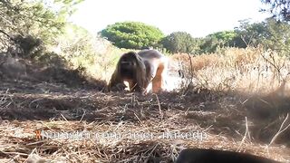 Doggy Style For Voyeurs