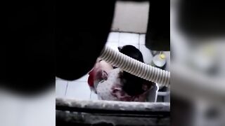 Office Boy Recording Video Bigg Ass Employee