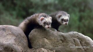 Tanya Roberts Nude - The Beastmaster