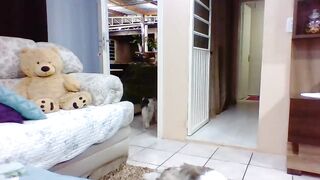 Laylabrasil 09-Oct-2022 Amateur Webcam Video