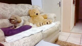 Laylabrasil (04-09-2023) Chaturbate