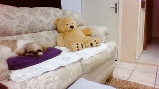 Laylabrasil (04-09-2023) Chaturbate