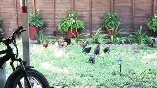 Cuntytrannylydia Chaturbate 23-Jun-2023