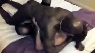 Dark-hued Bull Passionately Inseminating A Milky Hotwife While Spouse Films